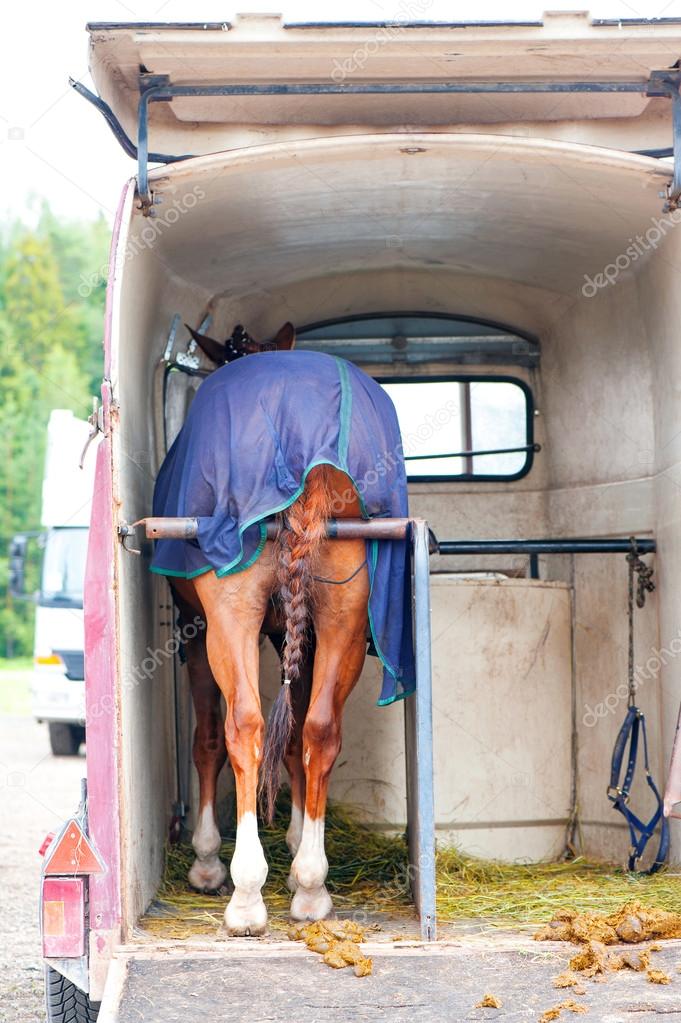 Horse standing in trailer. View from backside.