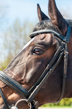 Head of thoroughbred brown horse in bridle, eye in close up.