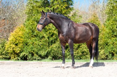 Braided purebred standing stallion. Multicolored summertime exte
