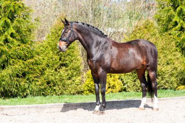 Braided purebred standing stallion. Multicolored summertime exte