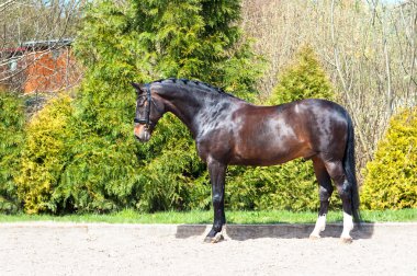 Braided purebred standing stallion. Multicolored summertime exte