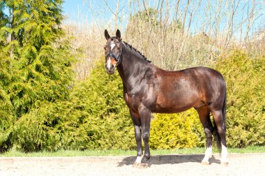 Purebred standing stallion. Exterior image.
