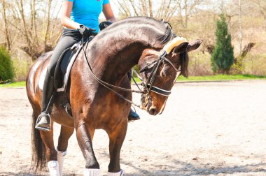 Stallion dressage for competition with riding trainer on it.