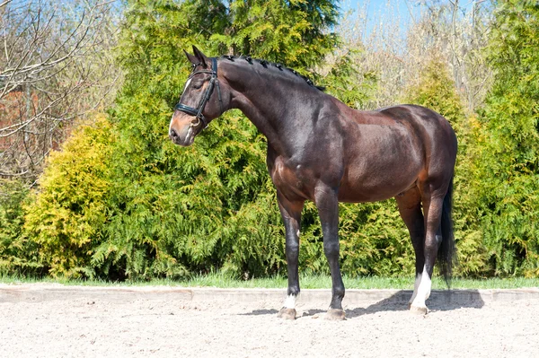 Braided purebred standing stallion. Multicolored summertime exte — Stockfoto