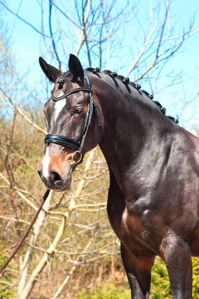 Purebred braided horse portrait. Multicolored summertime outdoor — Φωτογραφία Αρχείου