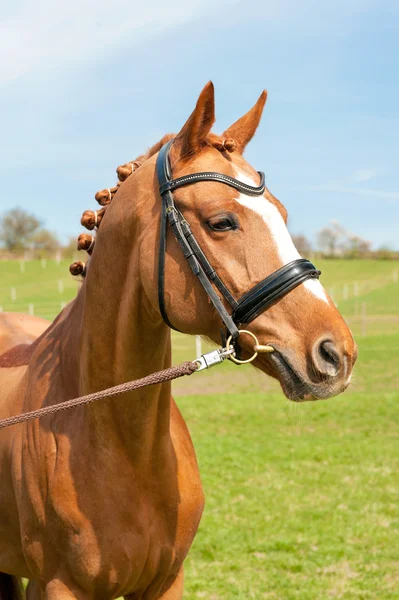 Purebred braided chestnut horse portrait. Multicolored summertim