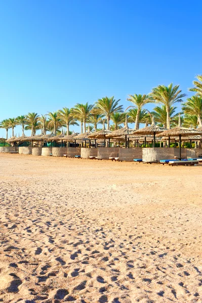 Row of wattled straw umbrellas on sunny beach. Egypt. Sharm-el-s — Stockfoto