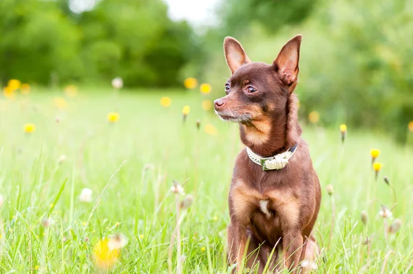 Small brown toy-terrier sitting in summer green park