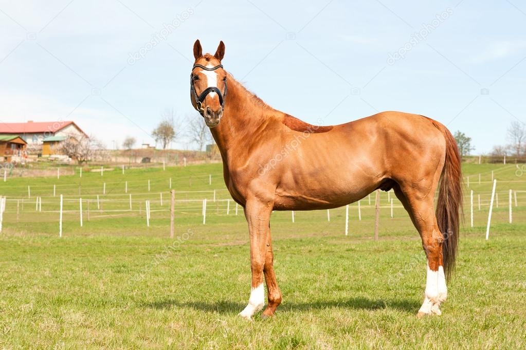 Purebred chesnut standing stallion. Exterior image.