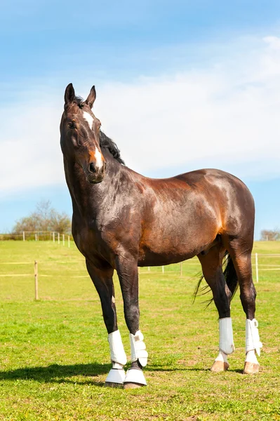 Purebred stallion in bandages standing on pasturage. Multicolore — Stock Photo, Image