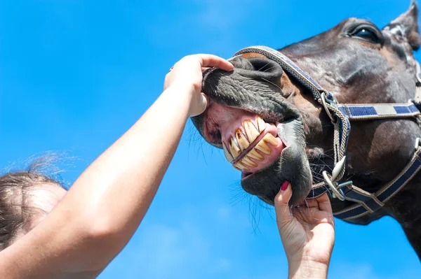 Owner checking horse teeth. Multicolored outdoors image. — Stock Photo, Image