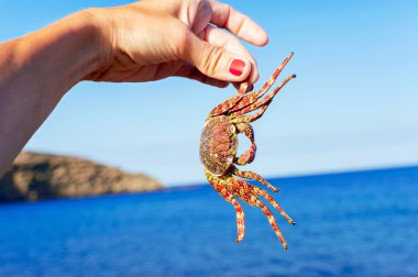 Kadın ve bir yengeç mavi okyanus arka planda tutan tabaklanmış