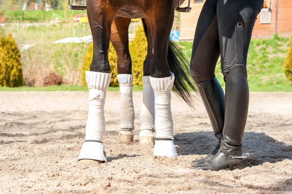 Horse legs in bandages with riding leather horsewoman boots. Out