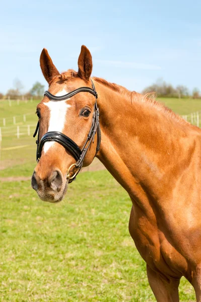 Thoroughbred braided chestnut horse portrait. Multicolored summe — Φωτογραφία Αρχείου