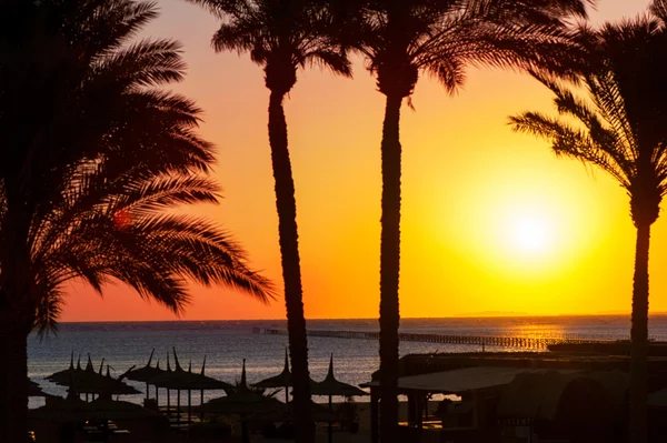 South tropical sunrise. Colorful sky and palm in Egypt.