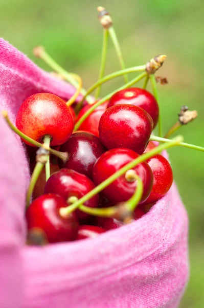 Bolsillo rosa lleno de cerezas maduras. Primeros planos de verano al aire libre i —  Fotos de Stock