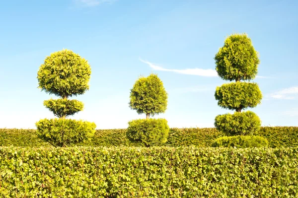 Topiary grønne træer med hæk på baggrund i prydhave - Stock-foto