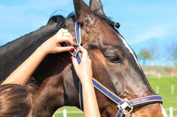 Vrouwen eigenaar gebruik te maken van de hengst. Veelkleurige buiten beeld — Stockfoto