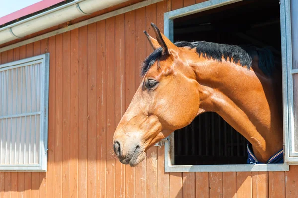 Portrét koně plnokrevných kaštanové barvy. Venku obrázek. — Stock fotografie