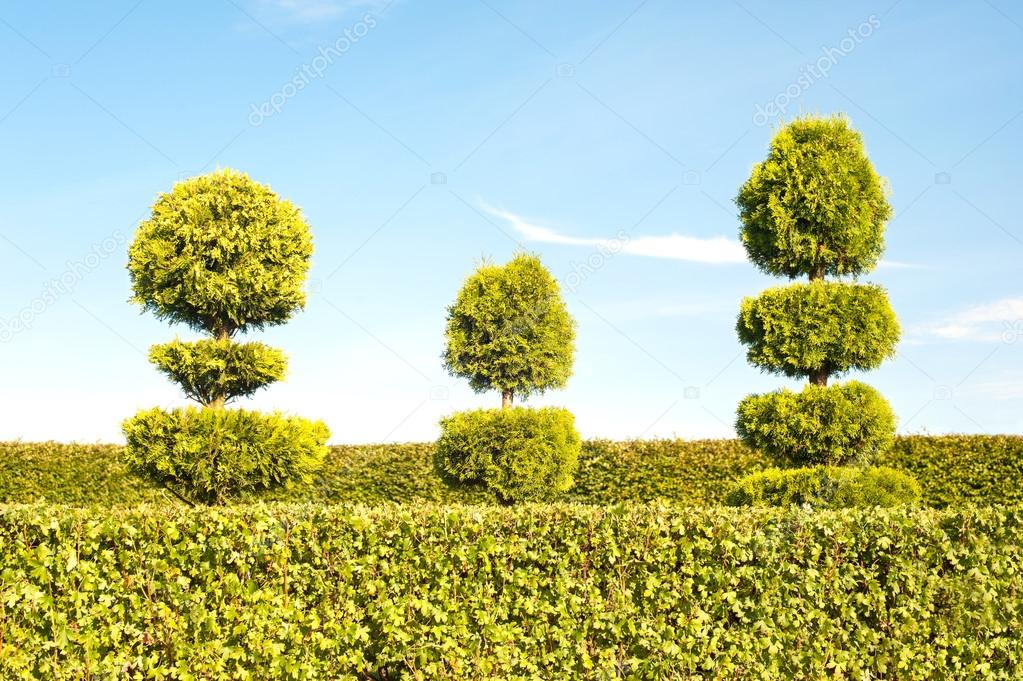 Topiary green trees with hedge on background in ornamental garde