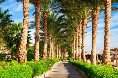 Beautiful alley road from green tropical palm tree