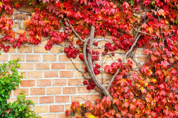Разноцветная дикая жуткая виноградная лоза Ампелопсис. Осень — стоковое фото