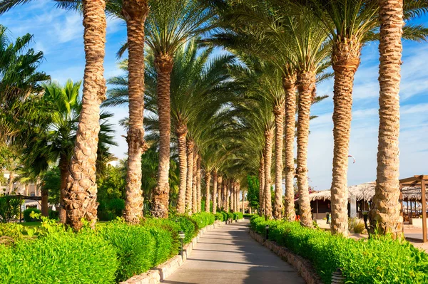 Beautiful alley road from green tropical palm tree — Stockfoto