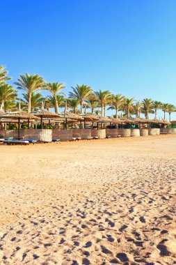 Morning Egyptian sunny beach. Sharm-el-sheikh.