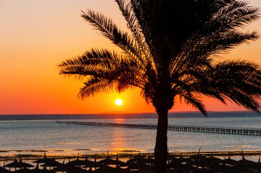 South tropical sunrise. Colorful sky and palm tree in Egypt.