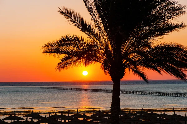 South tropical sunrise. Colorful sky and palm tree in Egypt. — Stockfoto