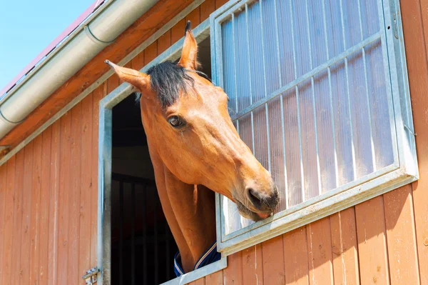 Portrait de cheval de châtaignier de race dans une fenêtre stable . — Photo