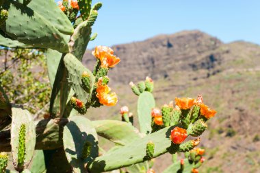 Masca Kanyonu (Tenerife İspanya, çiçek açan kaktüs inciri)