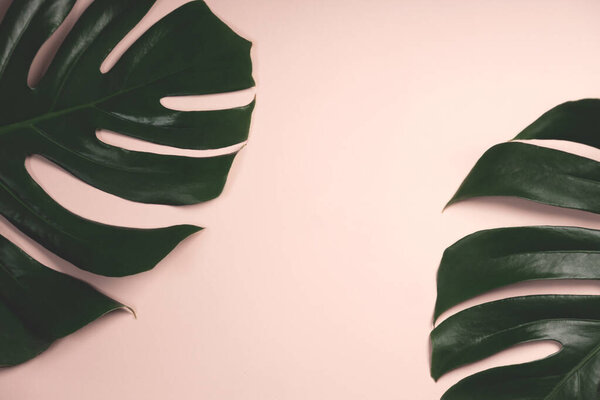 Fresh live tropical leaves on a light background close-up. Creative layout from tropical leaves. Minimal summer exotic concept