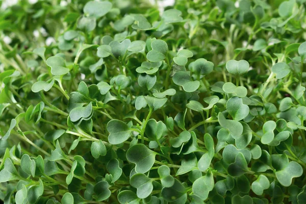 Hermosos Brotes Microgreens Cerca Concepto Estilo Vida Saludable Dieta Saludable — Foto de Stock