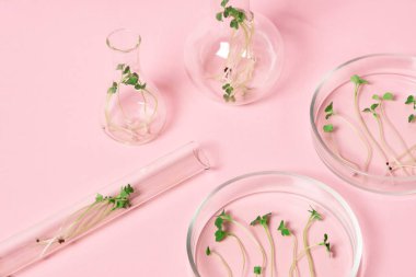 Pembe arka planda mikroyeşil lahanalar. Sağlıklı yaşam tarzı, sağlıklı yemek ve gençlik kavramı..