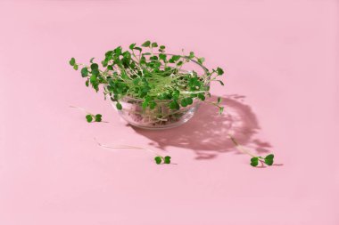 Pembe arka planda mikroyeşil lahanalar. Sağlıklı yaşam tarzı, sağlıklı yemek ve gençlik kavramı..