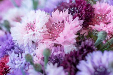 Pembe taze çiçeklerin güzel çiçek arkaplanı