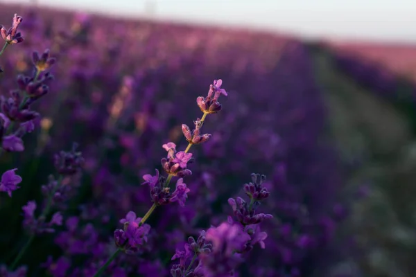 Vackert Lavendelfält Sommardag Solens Strålar Vacker Lavendel Blommig Bakgrund — Stockfoto