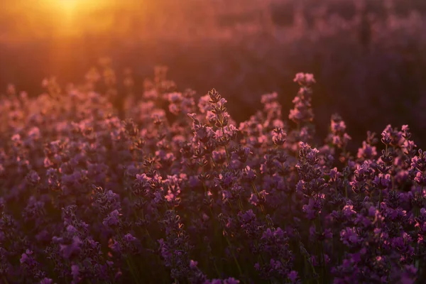 Vackert Lavendelfält Sommardag Solens Strålar Vacker Lavendel Blommig Bakgrund — Stockfoto