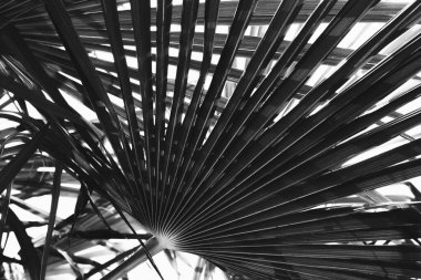 Güzel tropikal palmiye yapraklarının siyah beyaz manzarası doğal arkaplanı terk eder. Doğal arka plan siyah-beyaz kavramı.