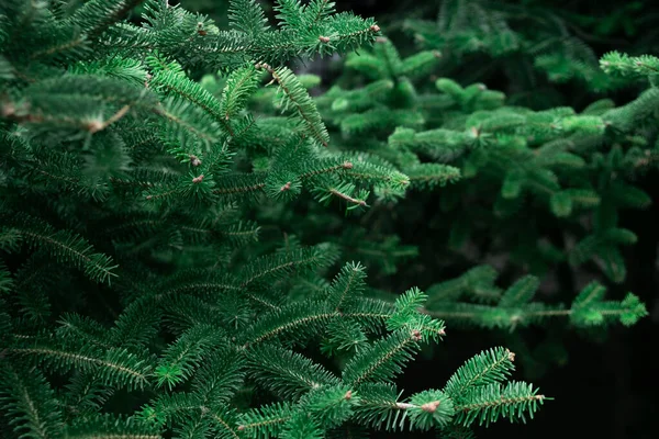Padrão de belos ramos jovens de uma árvore de Natal. Fundo de Natal — Fotografia de Stock