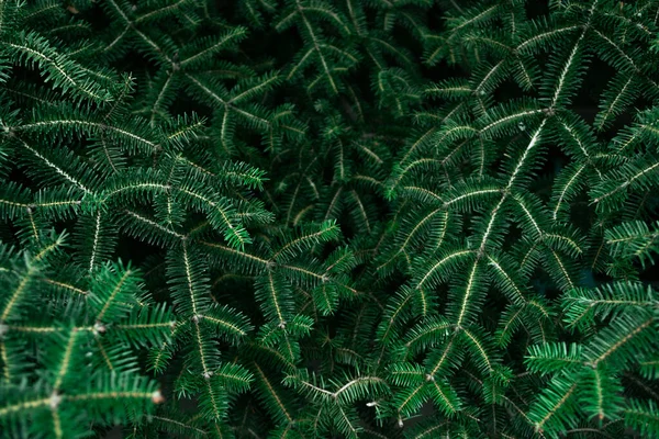 El patrón de las ramas hermosas jóvenes del árbol de Navidad. Fondo de Navidad. —  Fotos de Stock