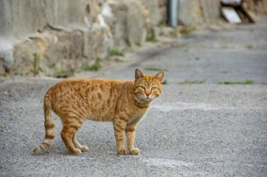 Yürüyen sokak kedisi. Seçici odaklı resim.