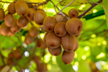 Bahçedeki sarmaşıkta yetişen taze kivi meyveleri.