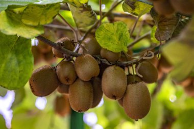 Bahçedeki sarmaşıkta yetişen taze kivi meyveleri.