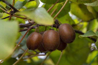 Bahçedeki sarmaşıkta yetişen taze kivi meyveleri.