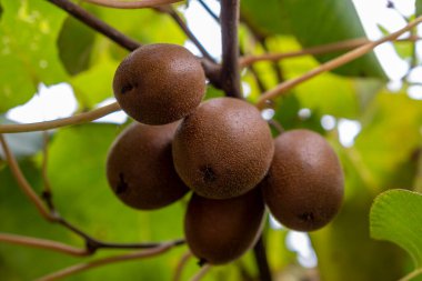 Bahçedeki sarmaşıkta yetişen taze kivi meyveleri.