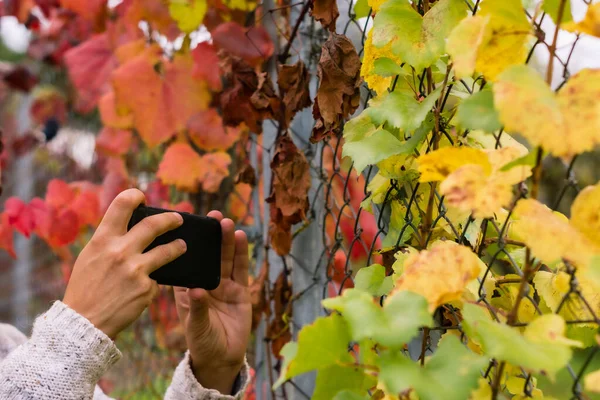close-up of hands with smartphone taking photos of autumn leaves