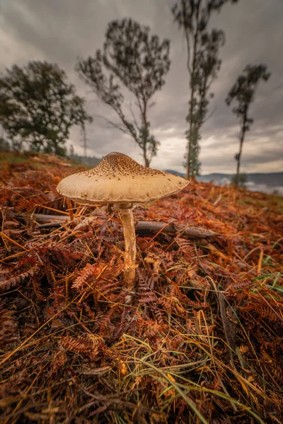 Perto Cogumelos Marrons Uma Floresta Imagem De Stock