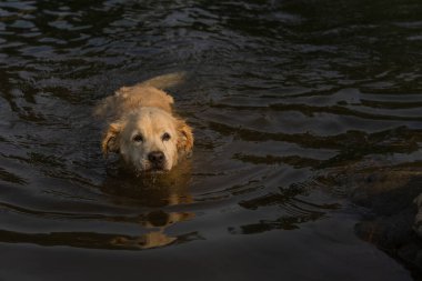 Güzel Labrador köpeği nehirde yüzüyor.